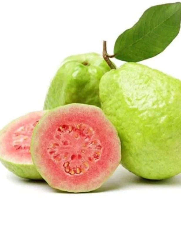 Pink Guava Live Fruit Tree - 5-8 inch Exotic Tropical Plant for Home Garden Pink Guava Live Fruit Tree - 5-8 inch Exotic Tropical Plant for Home Garden - Image 1