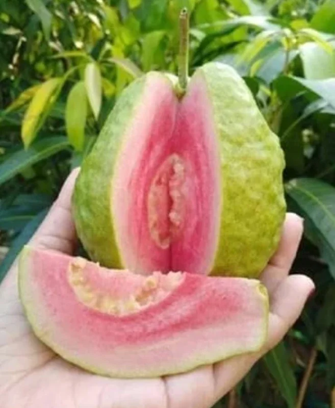 Pink Guava Live Plant - Healthy Seedling 4 Inch Pot - Tropical Fruit Tree Pink Guava Live Plant - Healthy Seedling 4 Inch Pot - Tropical Fruit Tree - Image 10