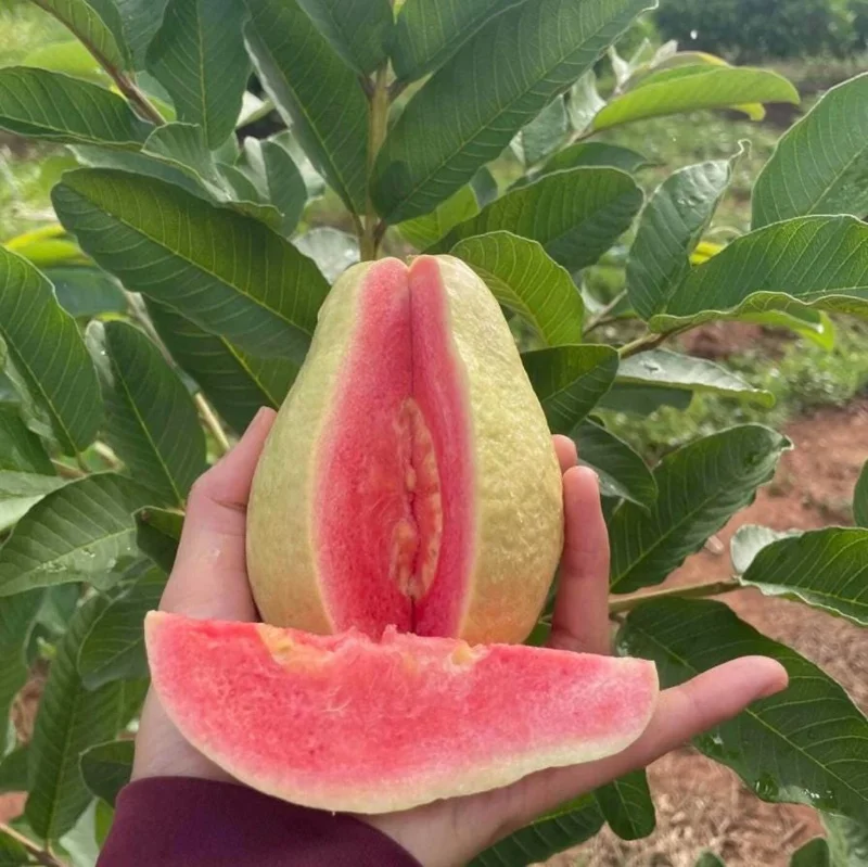 Pink Guava Live Plant - Healthy Seedling 4 Inch Pot - Tropical Fruit Tree Pink Guava Live Plant - Healthy Seedling 4 Inch Pot - Tropical Fruit Tree - Image 2