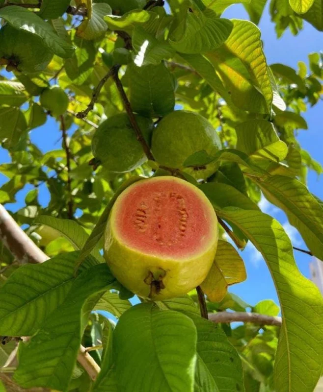 Pink Guava Live Plant - Healthy Seedling 4 Inch Pot - Tropical Fruit Tree Pink Guava Live Plant - Healthy Seedling 4 Inch Pot - Tropical Fruit Tree - Image 3