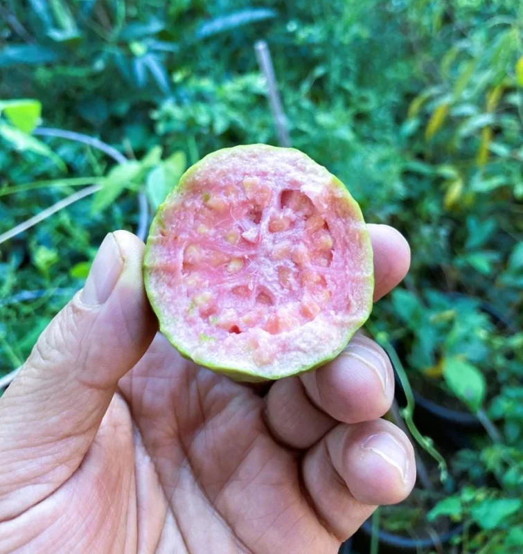 Pink Guava Live Plant - Healthy Seedling 4 Inch Pot - Tropical Fruit Tree Pink Guava Live Plant - Healthy Seedling 4 Inch Pot - Tropical Fruit Tree - Image 4