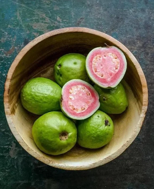 Pink Guava Live Plant - Healthy Seedling 4 Inch Pot - Tropical Fruit Tree Pink Guava Live Plant - Healthy Seedling 4 Inch Pot - Tropical Fruit Tree - Image 5