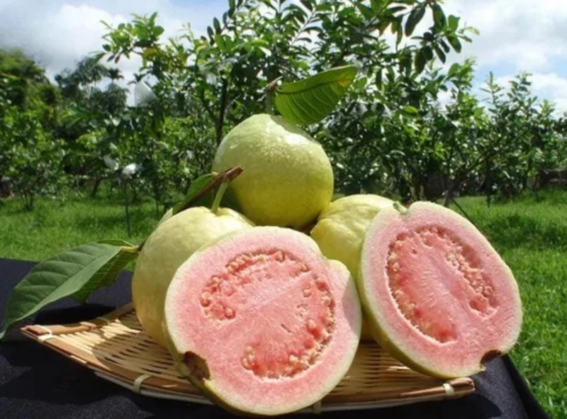 Pink Guava Live Plant - Healthy Seedling 4 Inch Pot - Tropical Fruit Tree Pink Guava Live Plant - Healthy Seedling 4 Inch Pot - Tropical Fruit Tree - Image 6