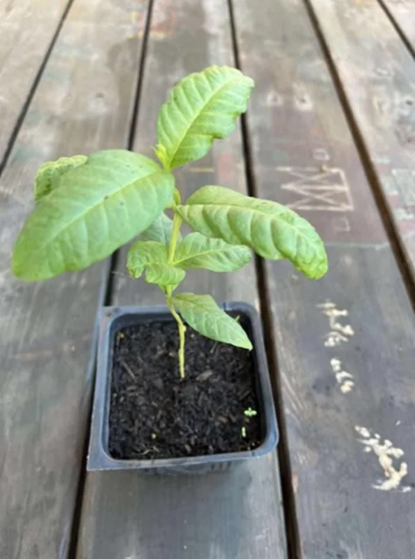 Pink Guava Live Plant - Healthy Seedling 4 Inch Pot - Tropical Fruit Tree Pink Guava Live Plant - Healthy Seedling 4 Inch Pot - Tropical Fruit Tree - Image 7