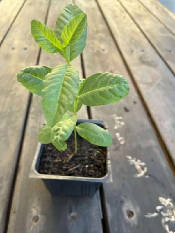 Pink Guava Live Plant - Healthy Seedling 4 Inch Pot - Tropical Fruit Tree Pink Guava Live Plant - Healthy Seedling 4 Inch Pot - Tropical Fruit Tree - Image 8
