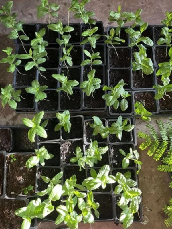 Pink Guava Live Plant - Healthy Seedling 4 Inch Pot - Tropical Fruit Tree Pink Guava Live Plant - Healthy Seedling 4 Inch Pot - Tropical Fruit Tree - Image 9