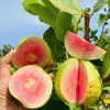 Pink Guava Live Plant - Healthy Seedling 4 Inch Pot - Tropical Fruit Tree Pink Guava Live Plant - Healthy Seedling 4 Inch Pot - Tropical Fruit Tree - Image 1
