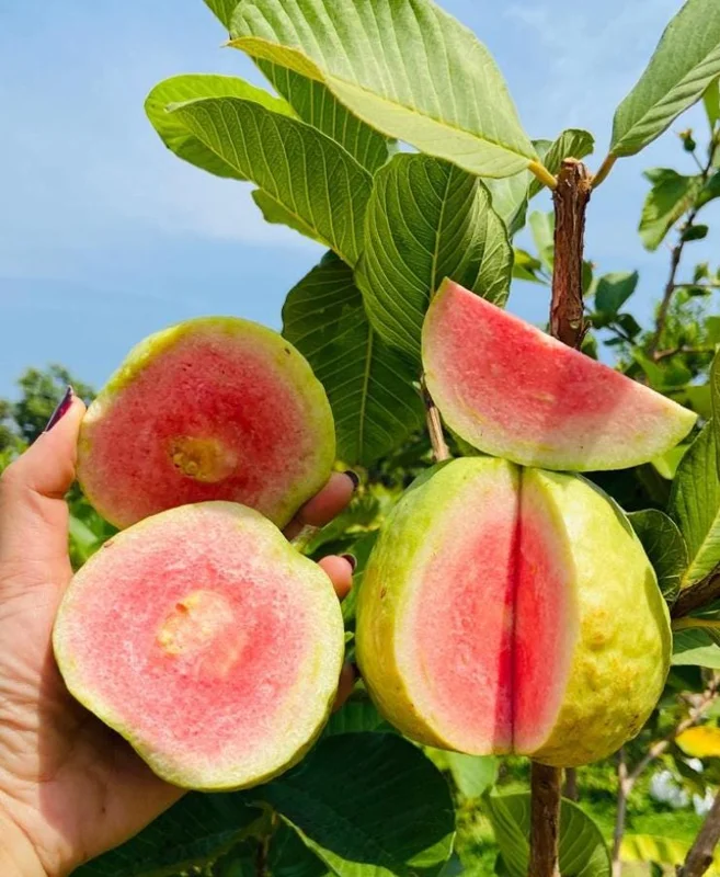 Pink Guava Live Plant - Healthy Seedling 4 Inch Pot - Tropical Fruit Tree Pink Guava Live Plant - Healthy Seedling 4 Inch Pot - Tropical Fruit Tree - Image 1