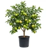 Pink Guava Live Plant - Starter Tree, 4-6 Inch Tall, Well-Rooted Seedling - Image 1