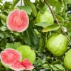 Pink Guava Live Plant - Sweet Fragrant Fruit Tree 4-6 Inch Tall Pink Guava Live Plant - Sweet Fragrant Fruit Tree 4-6 Inch Tall - Image 1