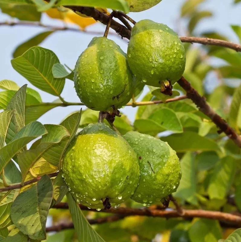 Pink Guava Live Plant - Tropical Fruit Tree Starter, 8-10 Inch Tall Pink Guava Live Plant - Tropical Fruit Tree Starter, 8-10 Inch Tall - Image 2