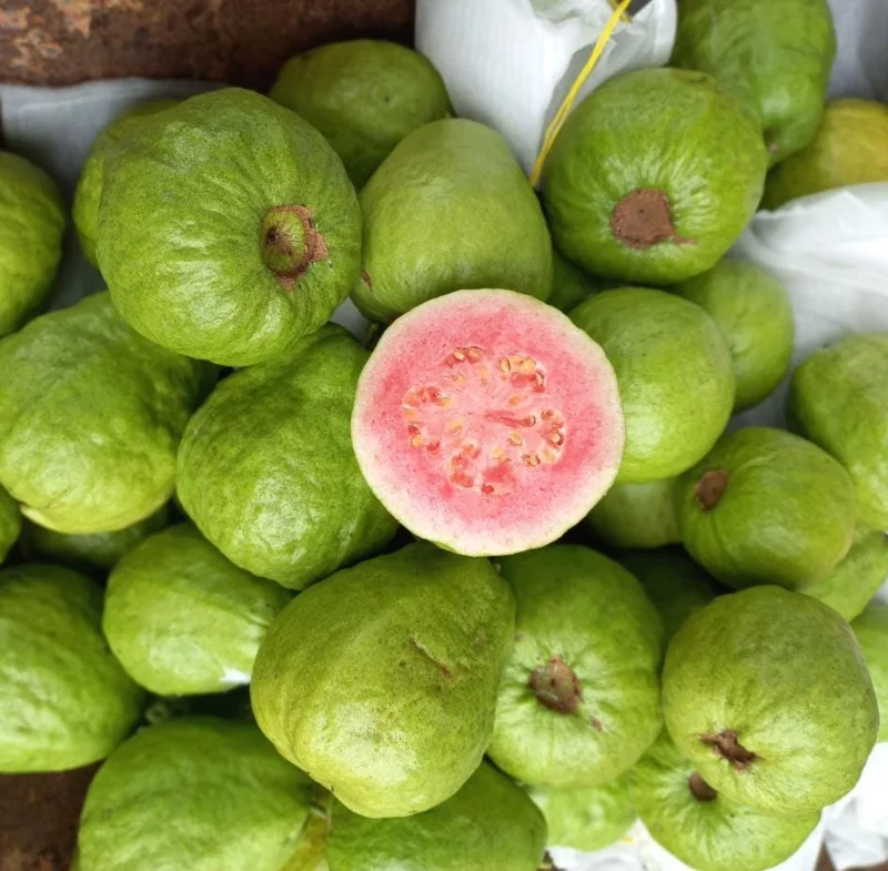 Pink Guava Live Plant - Tropical Fruit Tree Starter, 8-10 Inch Tall Pink Guava Live Plant - Tropical Fruit Tree Starter, 8-10 Inch Tall - Image 3