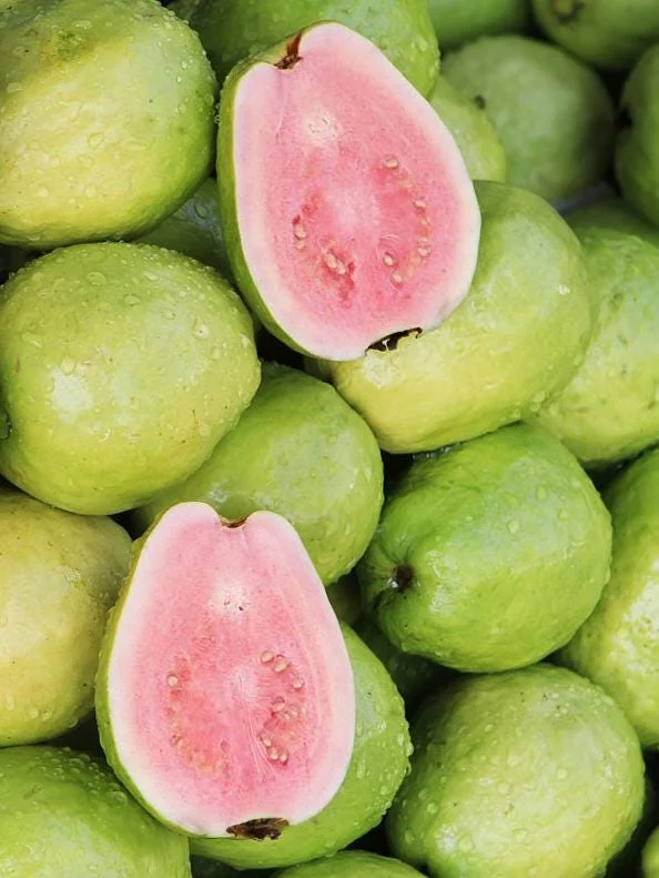 Pink Guava Live Plant - Tropical Fruit Tree Starter, 8-10 Inch Tall Pink Guava Live Plant - Tropical Fruit Tree Starter, 8-10 Inch Tall - Image 4