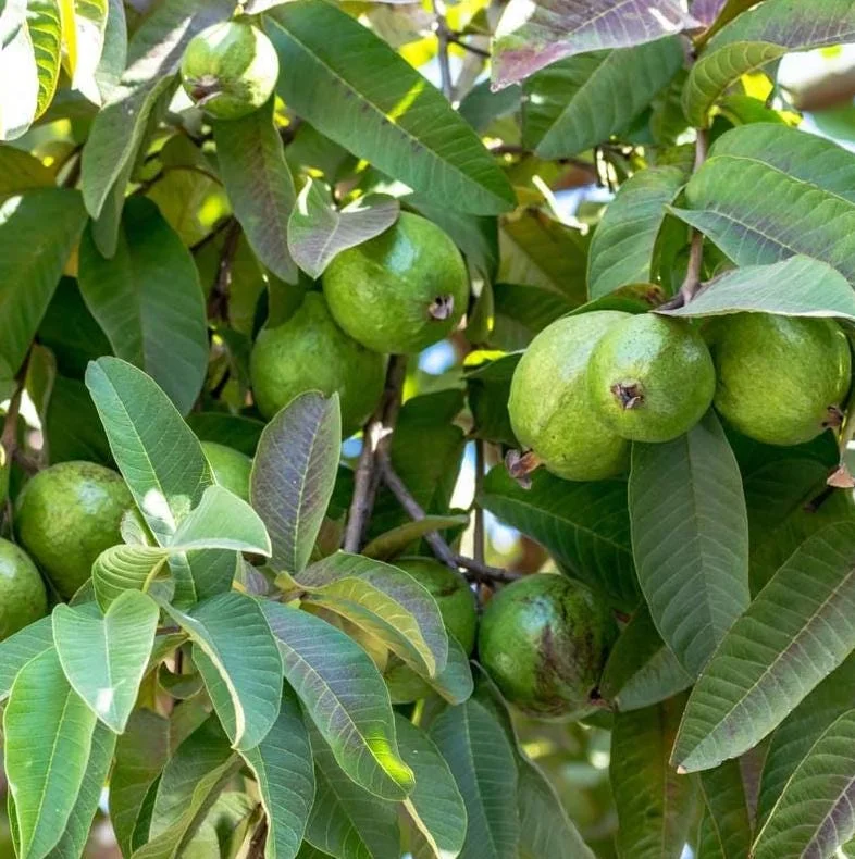 Pink Guava Live Plant - Tropical Fruit Tree Starter, 8-10 Inch Tall Pink Guava Live Plant - Tropical Fruit Tree Starter, 8-10 Inch Tall - Image 6