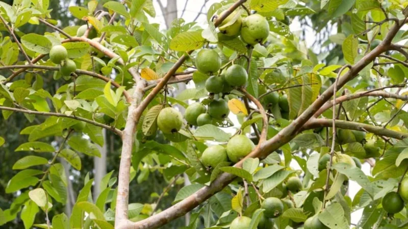 Pink Guava Live Plants - Set of 3 Seedlings in 4 Inch Pots - Tropical Fruit Tree Pink Guava Live Plants - Set of 3 Seedlings in 4 Inch Pots - Tropical Fruit Tree - Image 2
