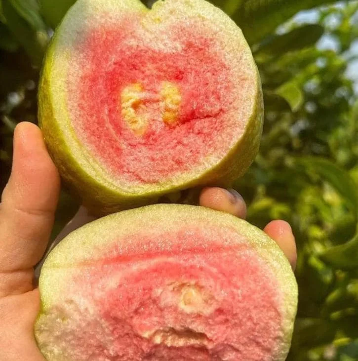Pink Guava Live Plants - Set of 3 Seedlings in 4 Inch Pots - Tropical Fruit Tree Pink Guava Live Plants - Set of 3 Seedlings in 4 Inch Pots - Tropical Fruit Tree - Image 4