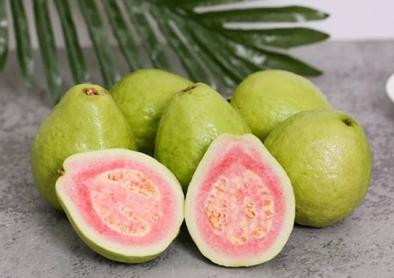 Pink Guava Live Plants - Set of 3 Seedlings in 4 Inch Pots - Tropical Fruit Tree Pink Guava Live Plants - Set of 3 Seedlings in 4 Inch Pots - Tropical Fruit Tree - Image 5