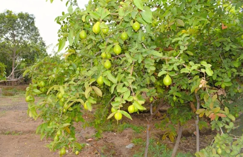 Pink Guava Live Plants - Set of 3 Seedlings in 4 Inch Pots - Tropical Fruit Tree Pink Guava Live Plants - Set of 3 Seedlings in 4 Inch Pots - Tropical Fruit Tree - Image 6