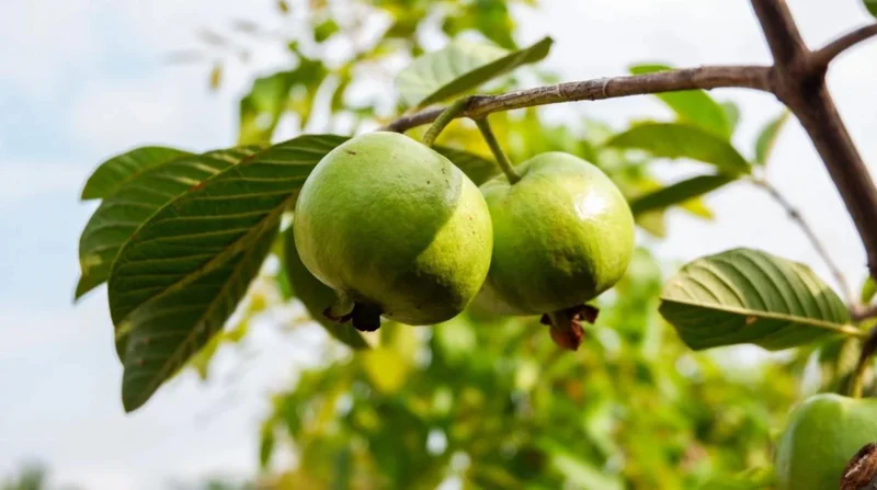Pink Guava Live Plants - Set of 3 Seedlings in 4 Inch Pots - Tropical Fruit Tree Pink Guava Live Plants - Set of 3 Seedlings in 4 Inch Pots - Tropical Fruit Tree - Image 7