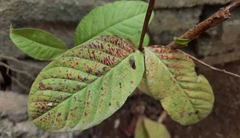Pink Guava Live Plants - Set of 3 Seedlings in 4 Inch Pots - Tropical Fruit Tree Pink Guava Live Plants - Set of 3 Seedlings in 4 Inch Pots - Tropical Fruit Tree - Image 8