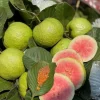 Pink Guava Live Plants - Set of 3 Seedlings in 4 Inch Pots - Tropical Fruit Tree Pink Guava Live Plants - Set of 3 Seedlings in 4 Inch Pots - Tropical Fruit Tree - Image 1