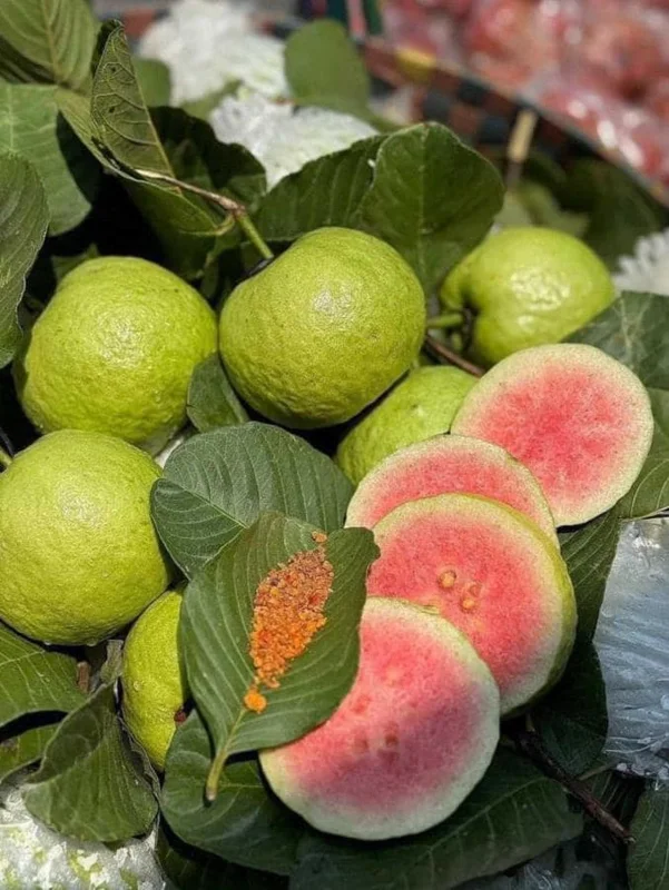 Pink Guava Live Plants - Set of 3 Seedlings in 4 Inch Pots - Tropical Fruit Tree Pink Guava Live Plants - Set of 3 Seedlings in 4 Inch Pots - Tropical Fruit Tree - Image 1