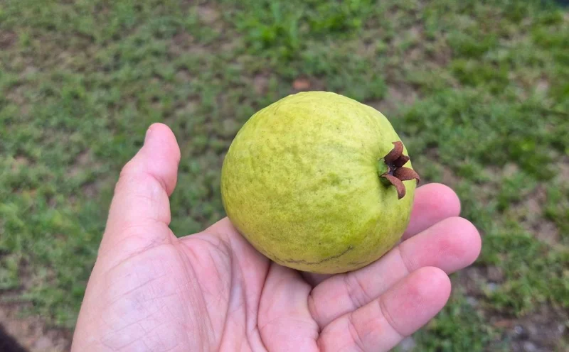 Pink Guava Live Plants - Set of 5 Seedlings in 4 Inch Pots - Tropical Fruit Trees Pink Guava Live Plants - Set of 5 Seedlings in 4 Inch Pots - Tropical Fruit Trees - Image 2