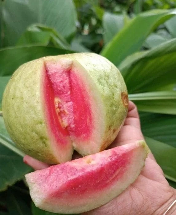 Pink Guava Live Plants - Set of 5 Seedlings in 4 Inch Pots - Tropical Fruit Trees Pink Guava Live Plants - Set of 5 Seedlings in 4 Inch Pots - Tropical Fruit Trees - Image 3
