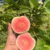Pink Guava Live Plants - Set of 5 Seedlings in 4 Inch Pots - Tropical Fruit Trees - Image 1