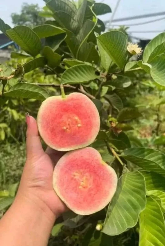 Pink Guava Live Plants - Set of 5 Seedlings in 4 Inch Pots - Tropical Fruit Trees Pink Guava Live Plants - Set of 5 Seedlings in 4 Inch Pots - Tropical Fruit Trees - Image 1