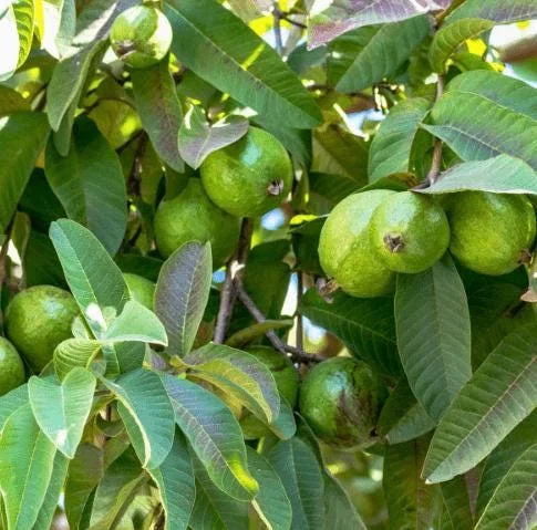 Pink Guava Tree Live Plant - Sweet Guava, 6-8 Inch Tall in 4 Inch Pot, Outdoor Pink Guava Tree Live Plant - Sweet Guava, 6-8 Inch Tall in 4 Inch Pot, Outdoor - Image 2