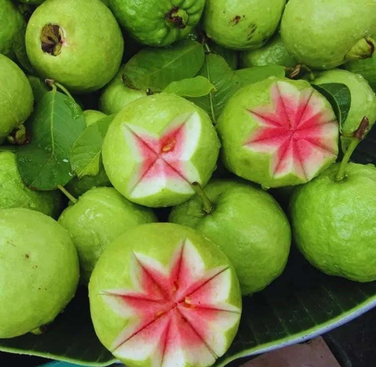 Pink Guava Tree Live Plant - Sweet Guava, 6-8 Inch Tall in 4 Inch Pot, Outdoor Pink Guava Tree Live Plant - Sweet Guava, 6-8 Inch Tall in 4 Inch Pot, Outdoor - Image 4
