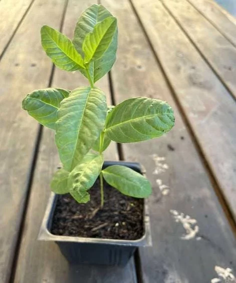 Pink Guava Tree Live Plant - Sweet Guava, 6-8 Inch Tall in 4 Inch Pot, Outdoor Pink Guava Tree Live Plant - Sweet Guava, 6-8 Inch Tall in 4 Inch Pot, Outdoor - Image 5