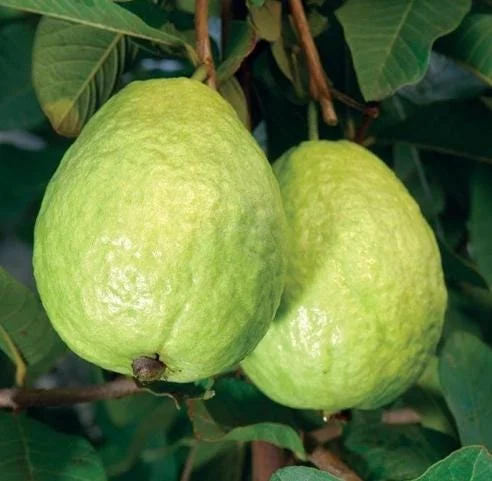 Pink Guava Tree Live Plant - Sweet Guava, 6-8 Inch Tall in 4 Inch Pot, Outdoor Pink Guava Tree Live Plant - Sweet Guava, 6-8 Inch Tall in 4 Inch Pot, Outdoor - Image 1
