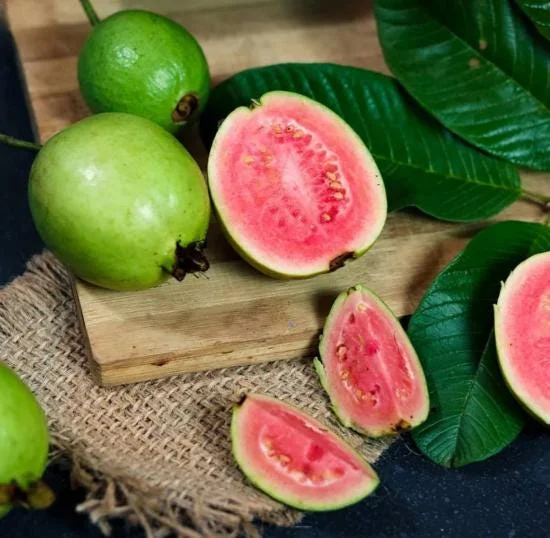 Pink Guava Tree Live Plant - Sweet Guava, 6-8 Inch Tall in 4 Inch Pot, Outdoor Pink Guava Tree Live Plant - Sweet Guava, 6-8 Inch Tall in 4 Inch Pot, Outdoor - Image 6