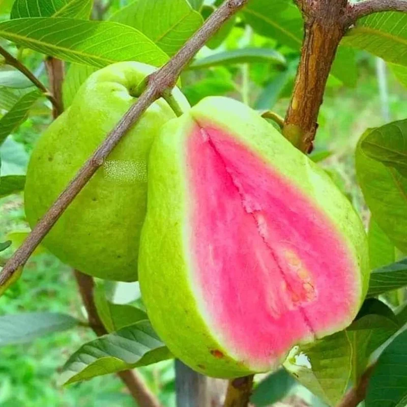Pink Guava Tree Live Starter Plant – Tropical Fruit – 4-7 Inch - Image 2