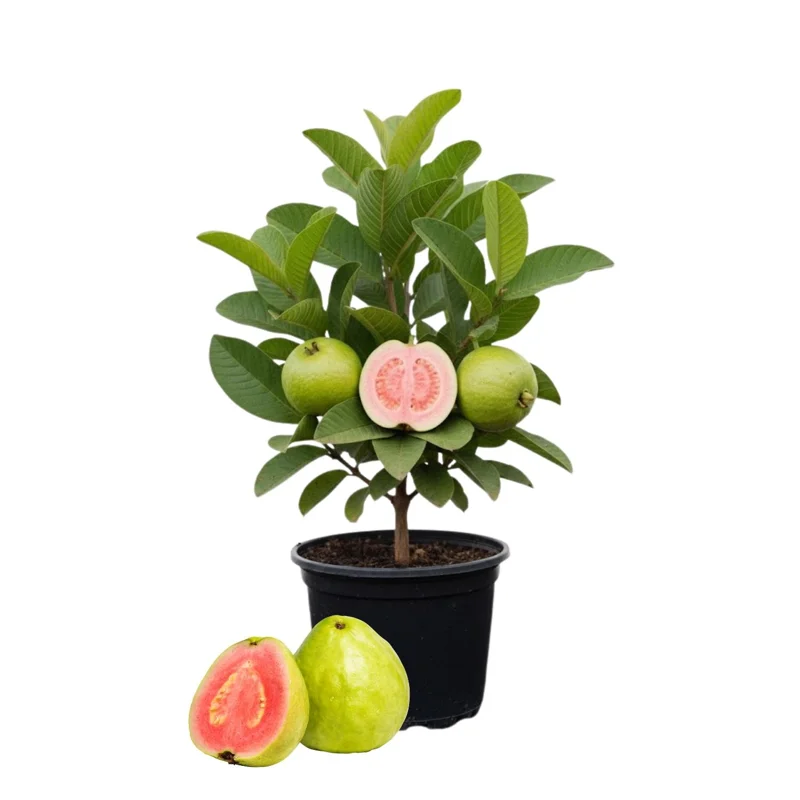 Pink Guava Tree Live Starter Plant – Tropical Fruit – 4-7 Inch - Image 1