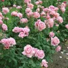 Pink Hybrid Tea Rose Plant Live – 5-8 Inch Tall Bush Starter, Fragrant Outdoor Garden Rose Pink Hybrid Tea Rose Plant Live – 5-8 Inch Tall Bush Starter, Fragrant Outdoor Garden Rose - Image 1