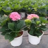 Pink Hydrangea Tree Live Plant – 4 inch Pot, 1 Year Old Well-Rooted Shrub - Image 1