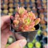 Pink Jelly Bean Succulent Live Plant - Sedum Rubrotinctum 'Aurora' - 2 Inch Pot Pink Jelly Bean Succulent Live Plant - Sedum Rubrotinctum 'Aurora' - 2 Inch Pot - Image 1