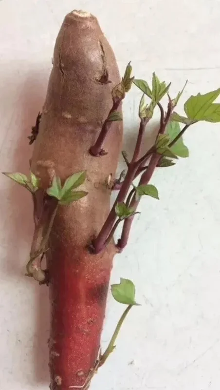 Pink Korea Sweet Potato Slips - 10 Live Cuttings for Planting Outdoor - Image 2