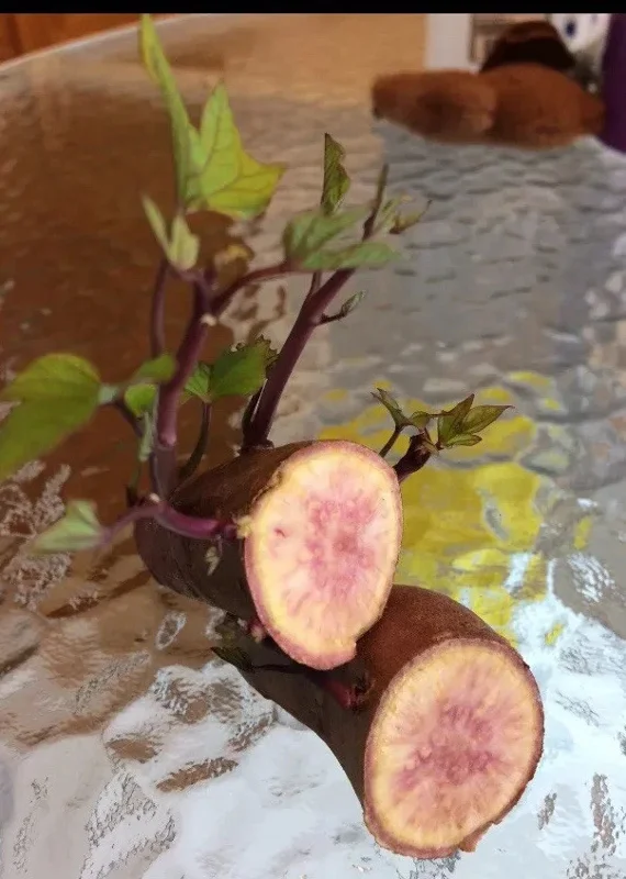 Pink Korea Sweet Potato Slips - 10 Live Cuttings for Planting Outdoor Pink Korea Sweet Potato Slips - 10 Live Cuttings for Planting Outdoor - Image 3