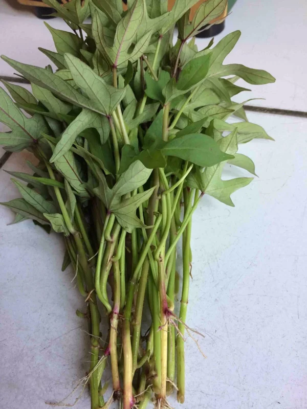 Pink Korea Sweet Potato Slips - 10 Live Cuttings for Planting Outdoor Pink Korea Sweet Potato Slips - 10 Live Cuttings for Planting Outdoor - Image 4