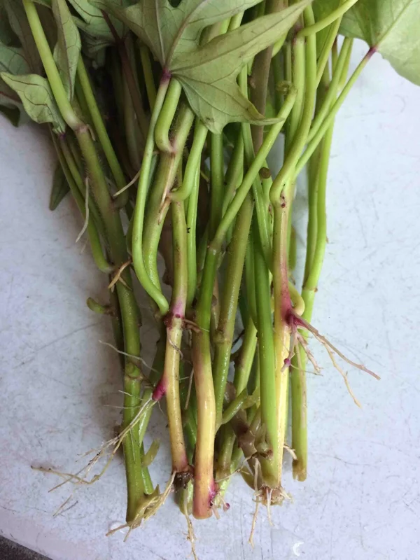 Pink Korea Sweet Potato Slips - 10 Live Cuttings for Planting Outdoor Pink Korea Sweet Potato Slips - 10 Live Cuttings for Planting Outdoor - Image 5