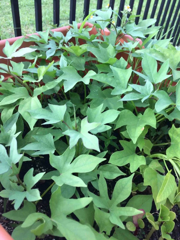 Pink Korea Sweet Potato Slips - 10 Live Cuttings for Planting Outdoor Pink Korea Sweet Potato Slips - 10 Live Cuttings for Planting Outdoor - Image 6