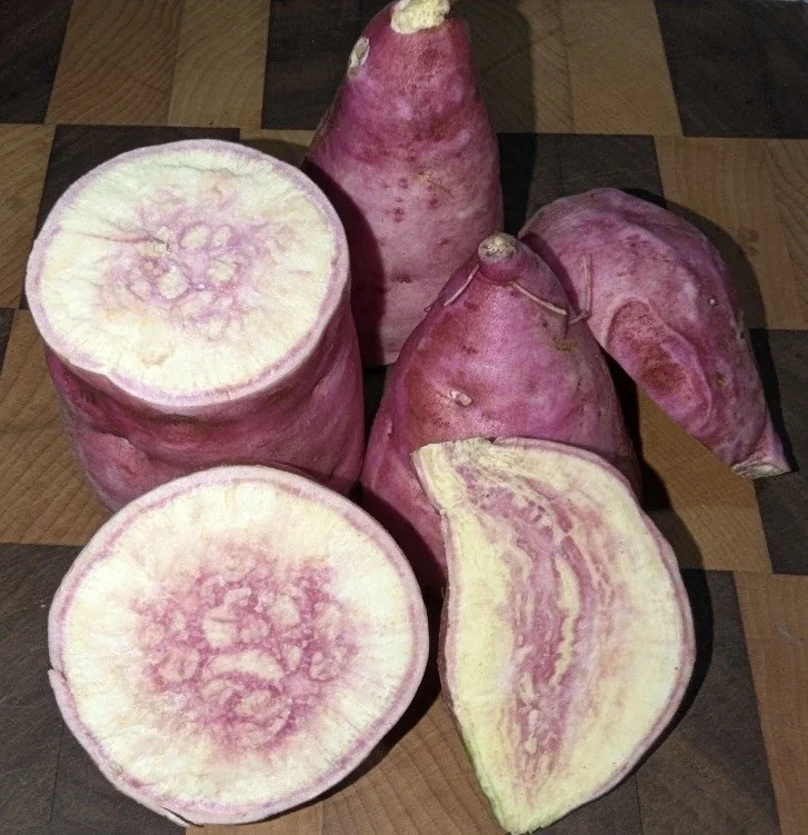 Pink Korea Sweet Potato Slips - 10 Live Cuttings for Planting Outdoor Pink Korea Sweet Potato Slips - 10 Live Cuttings for Planting Outdoor - Image 8