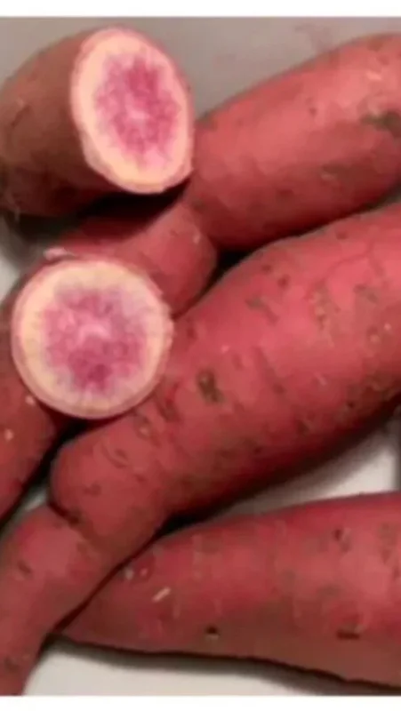 Pink Korea Sweet Potato Slips - 10 Live Cuttings for Planting Outdoor - Image 1