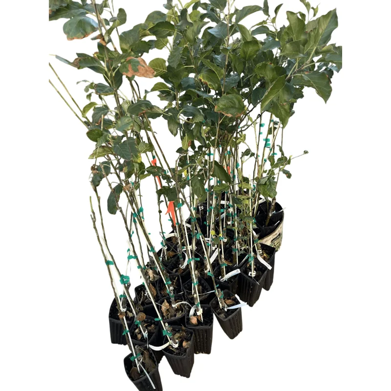 Pink Lady Apple Tree Live Plant – 2 Feet Tall – Sweet Red Apple Fruit Pink Lady Apple Tree Live Plant – 2 Feet Tall – Sweet Red Apple Fruit - Image 2