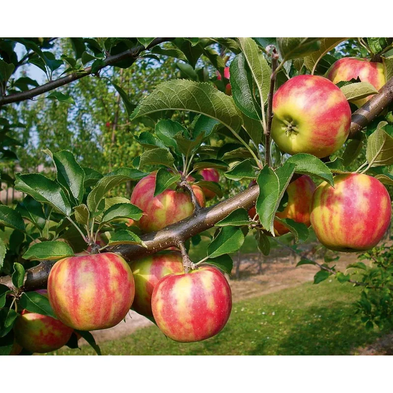Pink Lady Apple Tree Live Plant – 2 Feet Tall – Sweet Red Apple Fruit Pink Lady Apple Tree Live Plant – 2 Feet Tall – Sweet Red Apple Fruit - Image 3