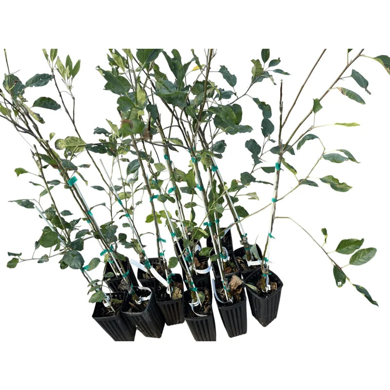 Pink Lady Apple Tree Live Plant – 2 Feet Tall – Sweet Red Apple Fruit Pink Lady Apple Tree Live Plant – 2 Feet Tall – Sweet Red Apple Fruit - Image 5